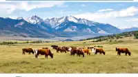 Grand Junction Wolves: Livestock Losses Rise in Mesa