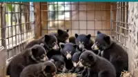 Grand Junction: Wildlife Centers Overwhelmed by Bear Cubs